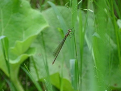 Lestes inaequalis