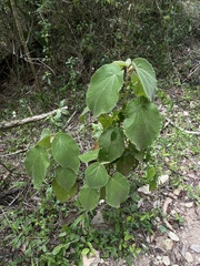 Helicteres jamaicensis