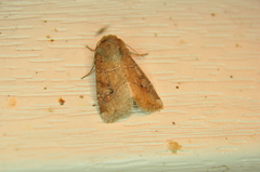 Crocigrapha normani