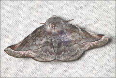 Oenochroma turneri