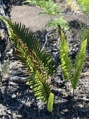Polypodium pellucidum vulcanicum