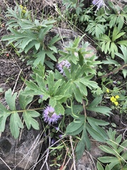 Hydrophyllum capitatum