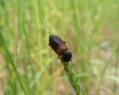 Gynandromorphus etruscus