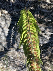 Polypodium pellucidum vulcanicum