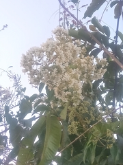 Fridericia florida