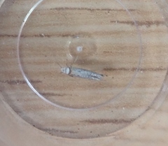 Pseudoswammerdamia combinella