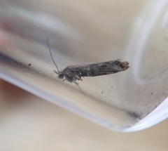 Pseudoswammerdamia combinella