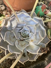 Echeveria lilacina