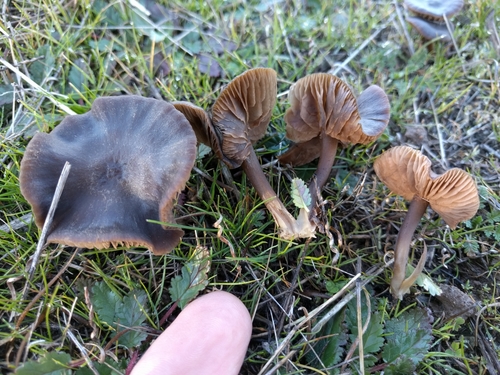 iNaturalist observation photo of Nolanea