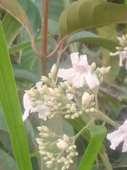 Fridericia florida