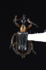 Eugnamptus angustatus