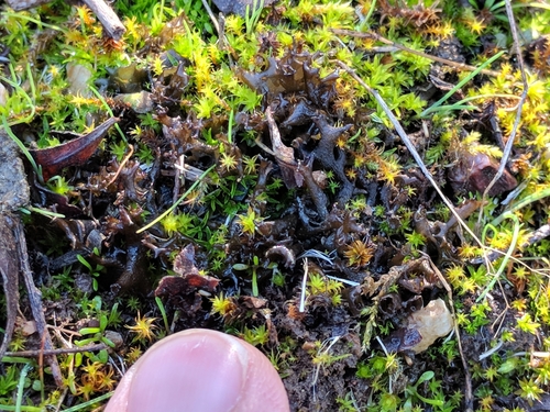 iNaturalist observation photo of Antlered Jellyskin Lichen