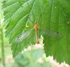 Tipula lunata