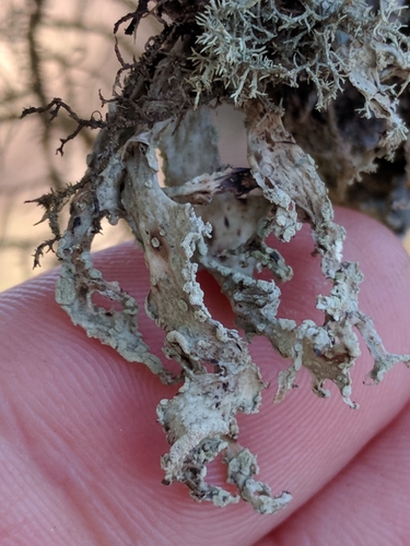 iNaturalist observation photo of Slit-rimmed ramalina