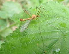 Tipula lunata