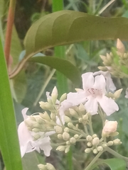 Fridericia florida