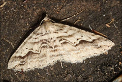 Syneora fractata