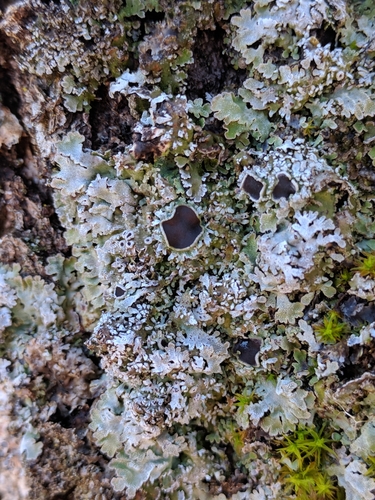 iNaturalist observation photo of Fancy Frost Lichen