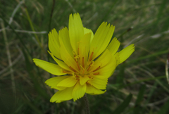 Microseris scapigera