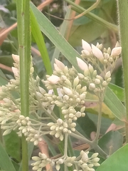 Fridericia florida