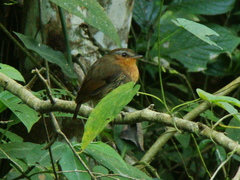 Conopophaga lineata