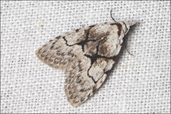Nola delograpta