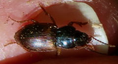 Anisodactylus sanctaecrucis