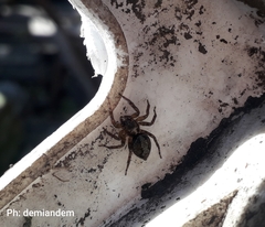 Araneae