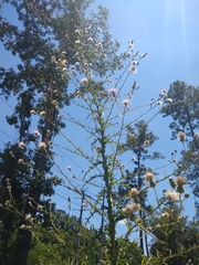 Cirsium nuttalii image
