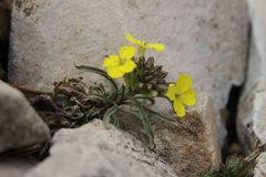 Erysimum humile
