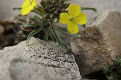 Erysimum humile