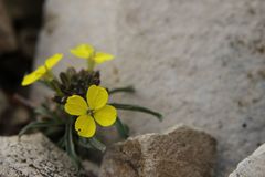 Erysimum humile