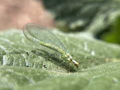 Chrysopa coloradensis