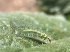 Chrysopa coloradensis