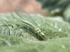 Chrysopa coloradensis