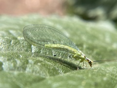 Chrysopa coloradensis