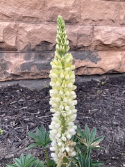 Lupinus