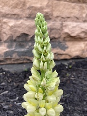 Lupinus