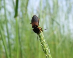 Gynandromorphus etruscus