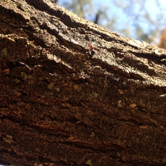 Camponotus rectangularis