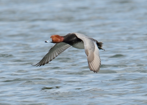 Redhead, photo 6 of 10