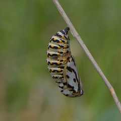 Euphydryas aurinia