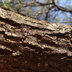 Camponotus rectangularis