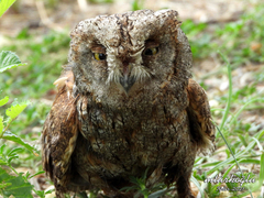 Otus scops