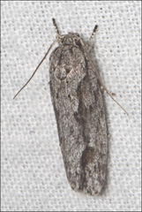 Agriophara leptosemela
