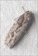 Agriophara leptosemela
