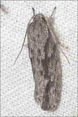 Agriophara leptosemela