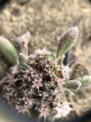 Chorizanthe cuspidata