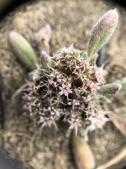 Chorizanthe cuspidata