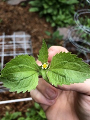 Galinsoga quadriradiata